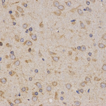 Eif2ak2 Antibody