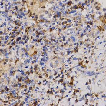 Eif2ak2 Antibody
