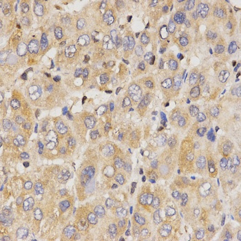 Eif2ak2 Antibody