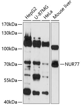 NUR77 Antibody