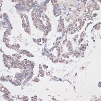 CREB1 Antibody