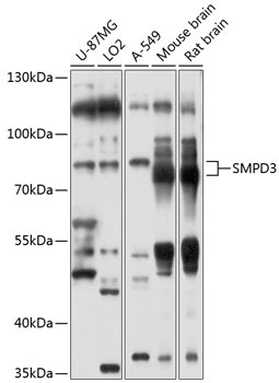 SMPD3 Antibody