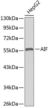AIF Antibody