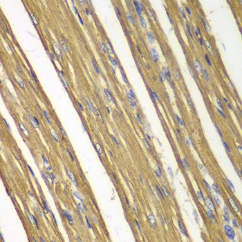 CASP7 Antibody