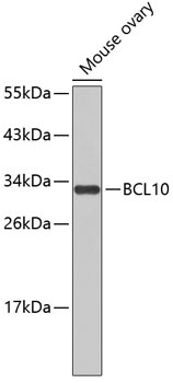 BCL10 Antibody