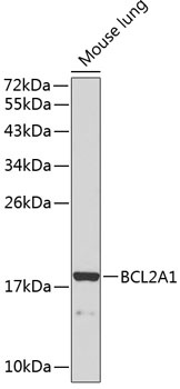 BCL2A1 Antibody
