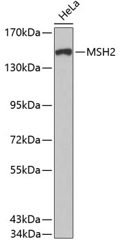 MSH2 Antibody