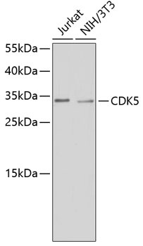 CDK5 Antibody