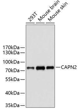 CAPN2 Antibody