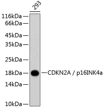CDKN2A / p16INK4a Antibody