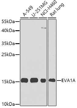 EVA1A Antibody