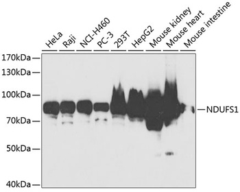 NDUFS1 Antibody
