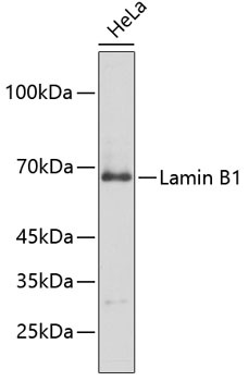 Lamin B1 Antibody