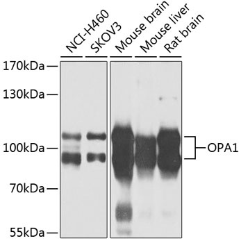 OPA1 Antibody