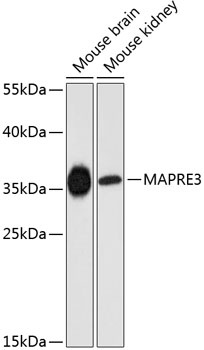 MAPRE3 Antibody