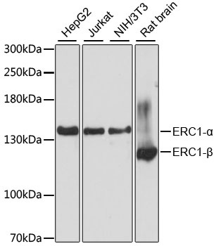 ERC1 Antibody