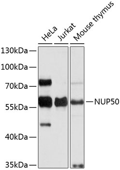 NUP50 Antibody