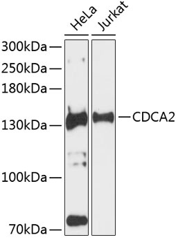 CDCA2 Antibody