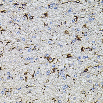 TRPA1 Antibody