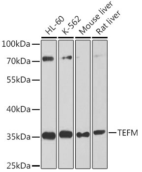 TEFM Antibody