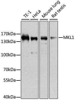 MKL1 Antibody