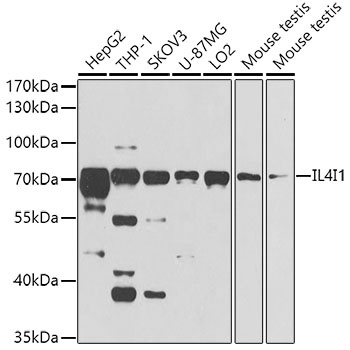 IL4I1 Antibody