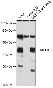 METTL3 Antibody