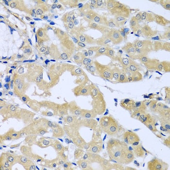 HS1BP3 Antibody