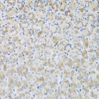 ARFGAP3 Antibody