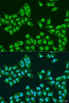 THOC1 Antibody