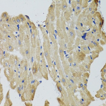 CKMT2 Antibody