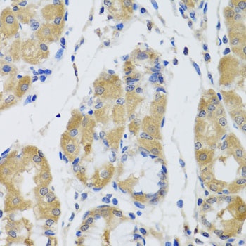 STK4 Antibody