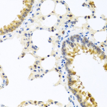 WNT9A Antibody