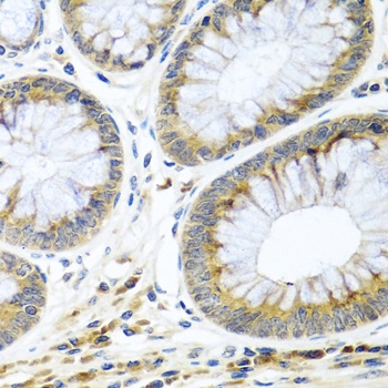 WNT9A Antibody