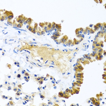 WNT9A Antibody