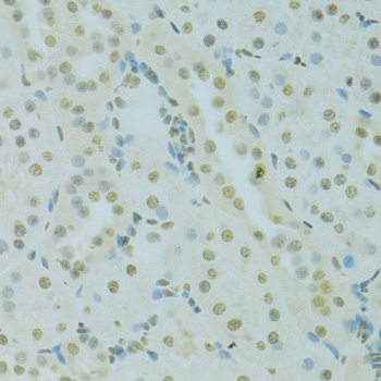 SAFB Antibody