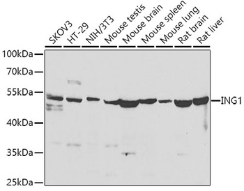 ING1 Antibody