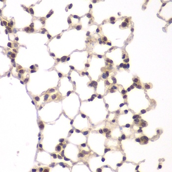 VRK1 Antibody