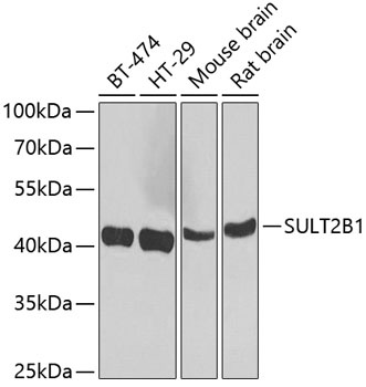 SULT2B1 Antibody
