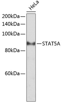 STAT5A Antibody