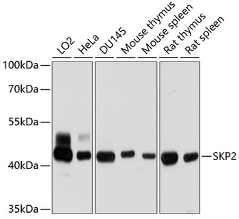 SKP2 Antibody