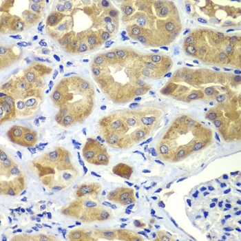 SHC1 Antibody