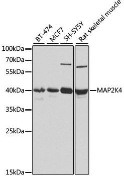 MAP2K4 Antibody