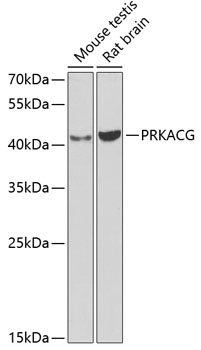 PRKACG Antibody