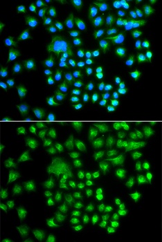 PRKACG Antibody