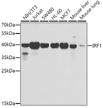 IRF1 Antibody