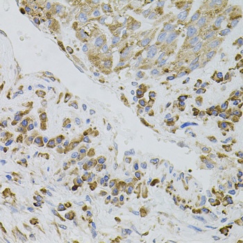 IRF1 Antibody