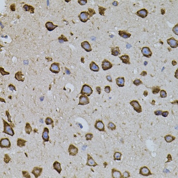 IRF1 Antibody