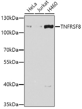 TNFRSF8 Antibody