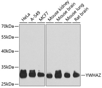 YWHAZ Antibody